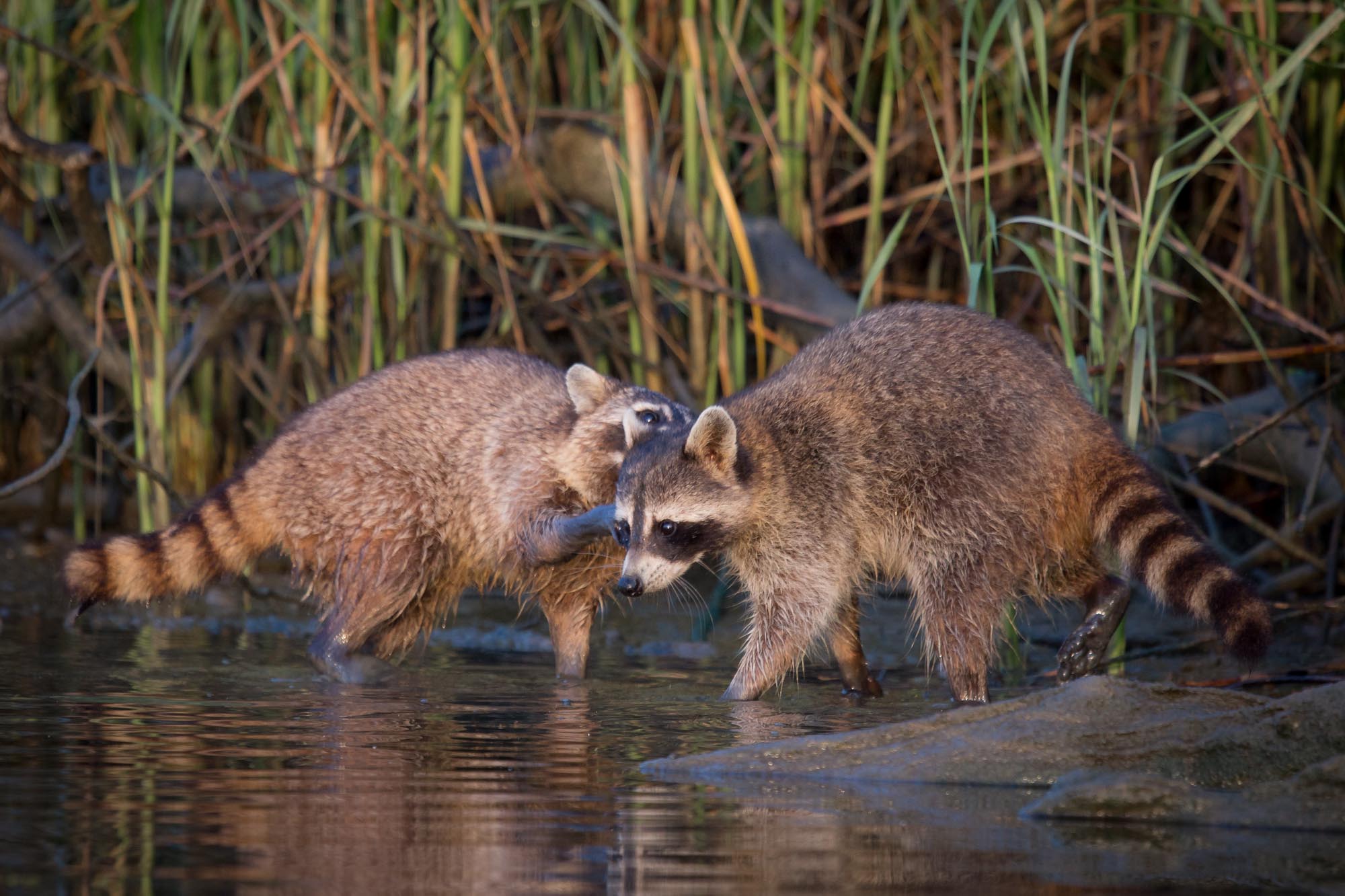The lifespan of raccoons in... - Armand Bayou Nature Center | Facebook