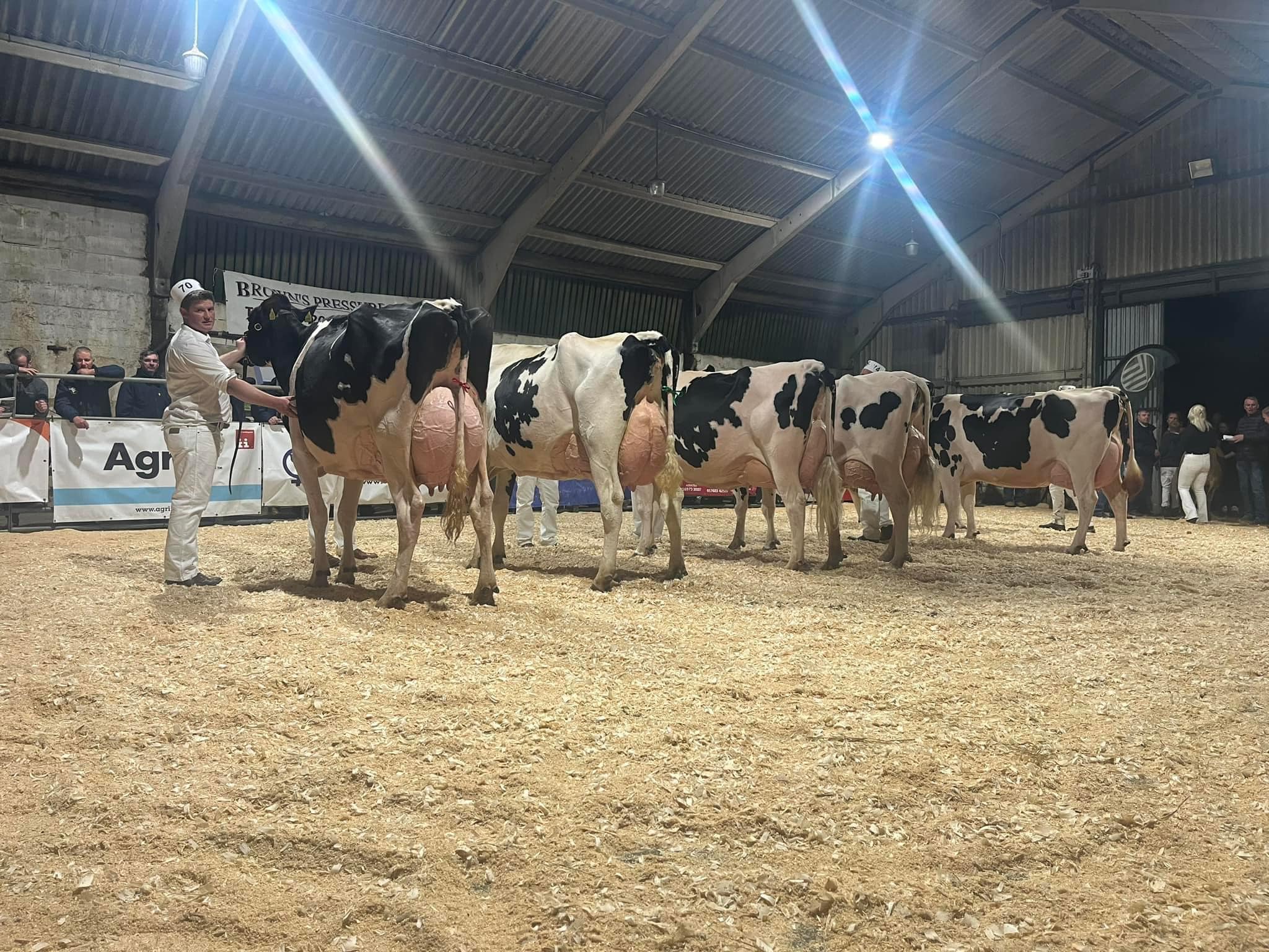 Winner of Holstein Senior Cow in Milk and Best Udder was Eedy 