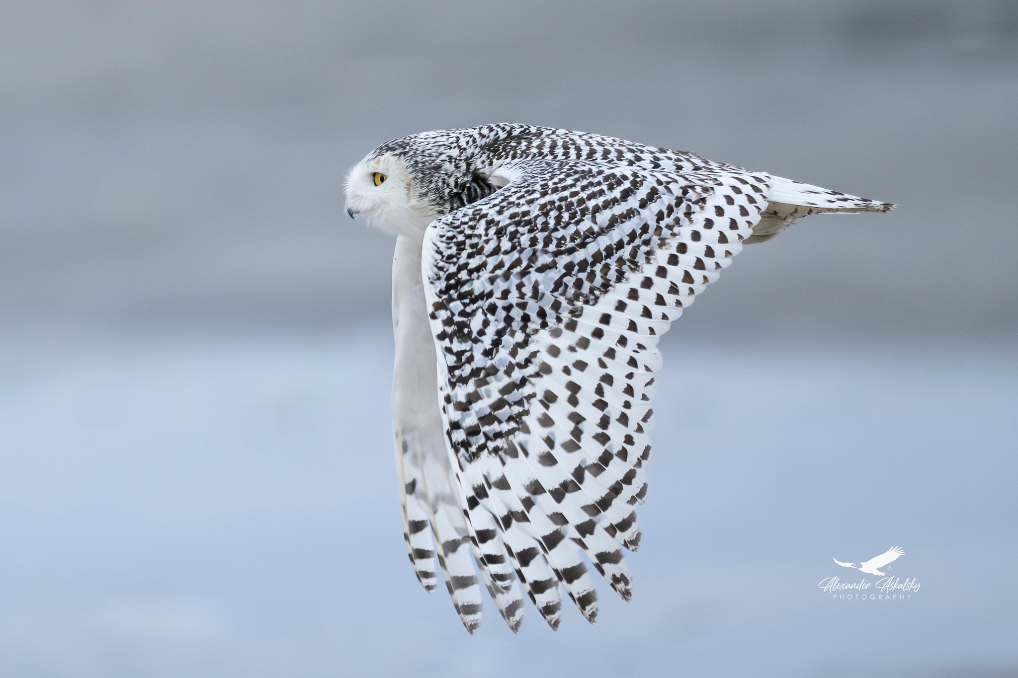 Snowy owl taken with a Nikon z8 , 800 mm , 1.4 tc, 1/2000, f9.