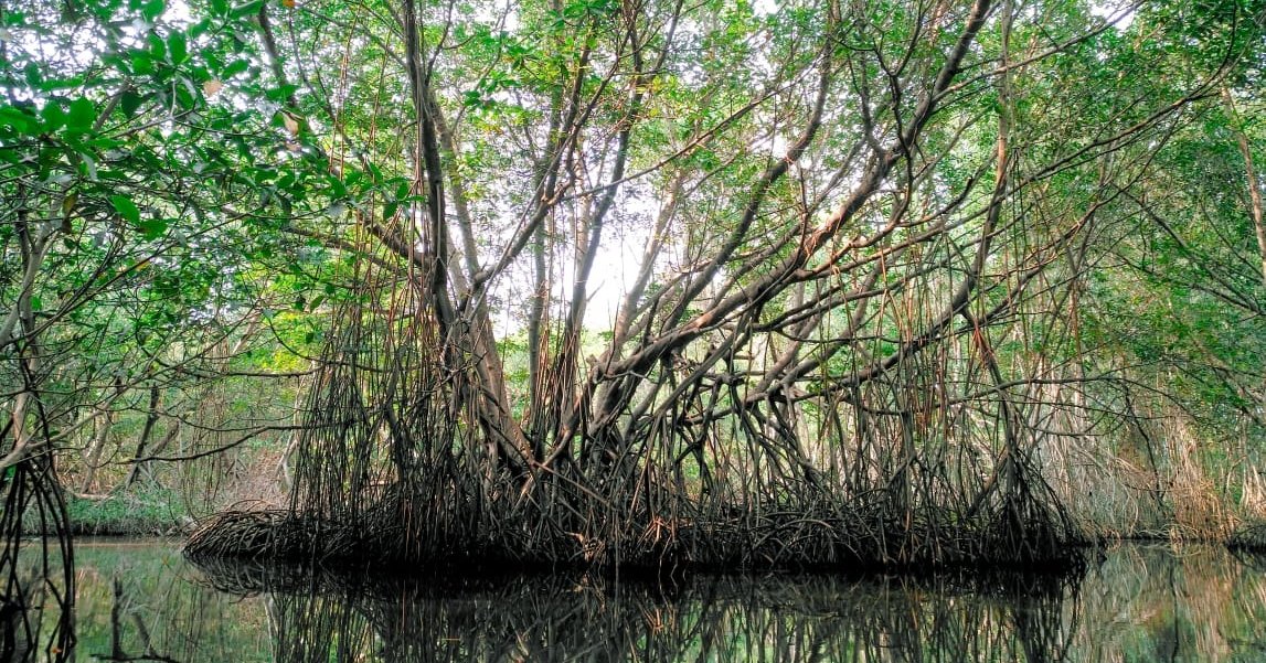 Common Trees of Guatemala - Árboles Comunes de Guatemala