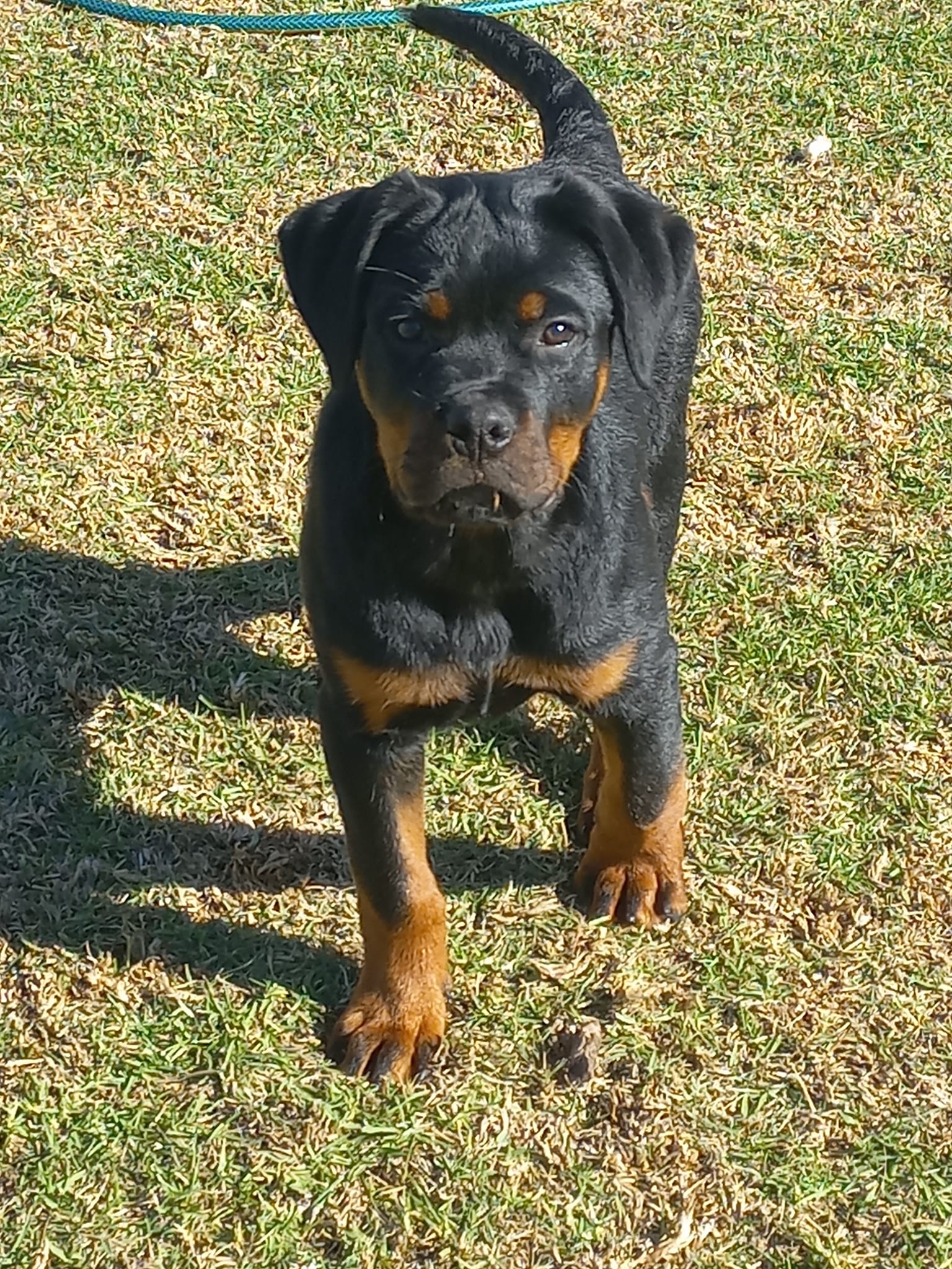 Tighon pups loving... - Rottweiler KUSA puppies South Africa