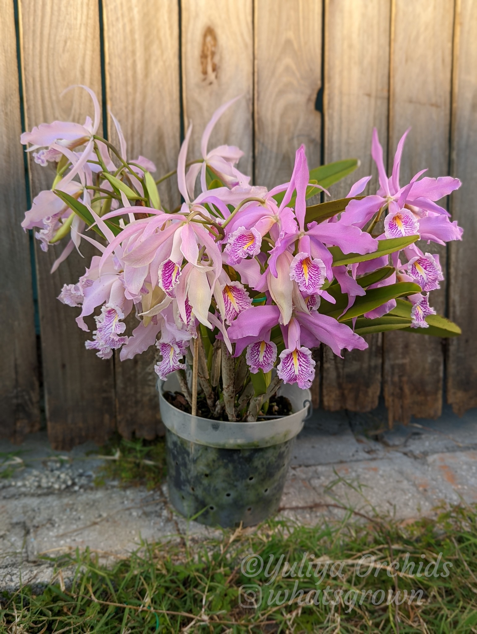 Cattleya maxima var. rubra This is a selfing of the famous var