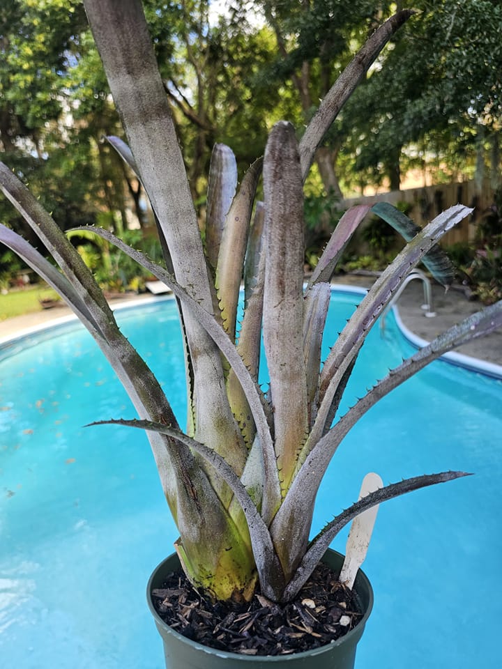 xHohenmea 'Black Lava' (Heckart)