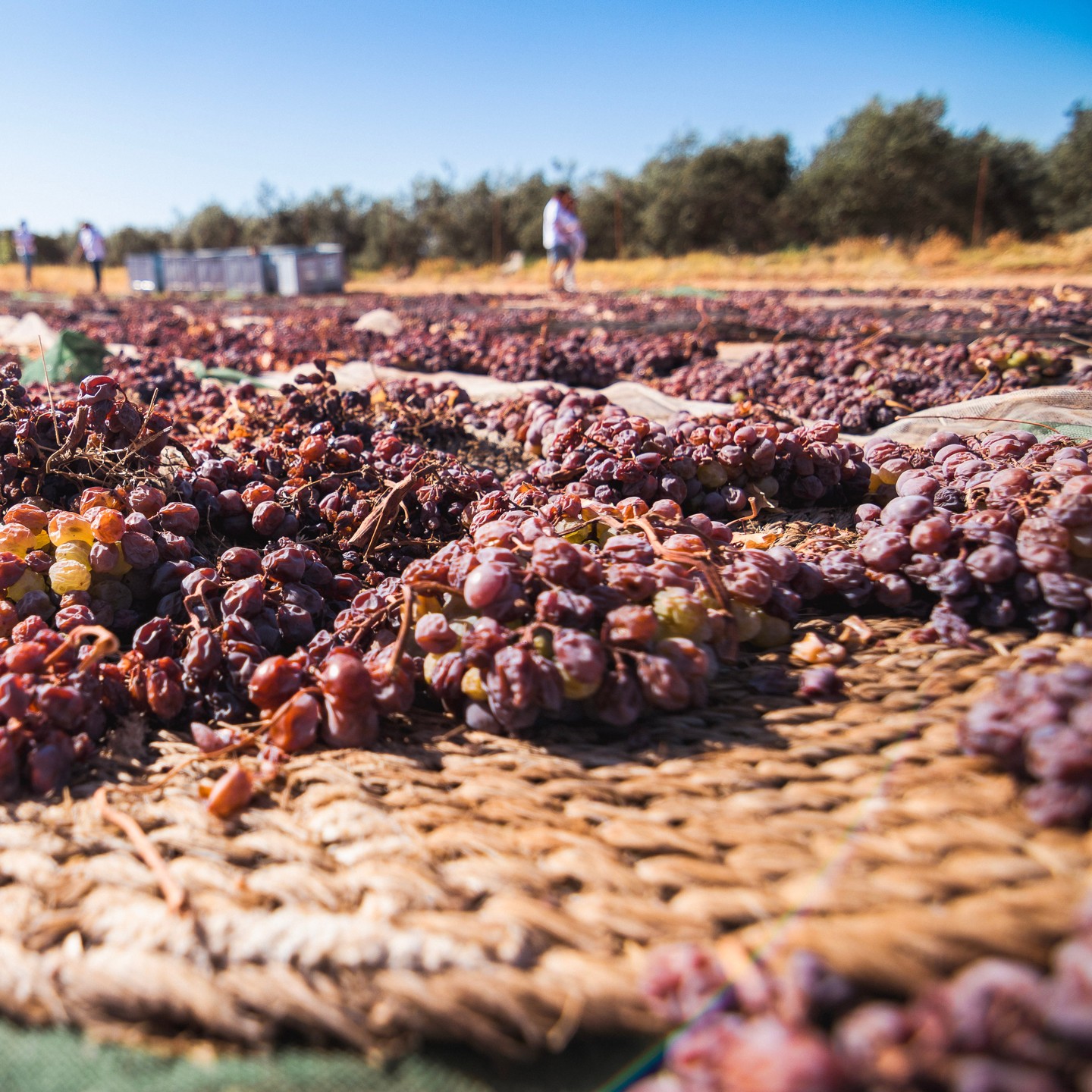 Bodegas - Durante el proceso de deshidratación de la uva, se van ...