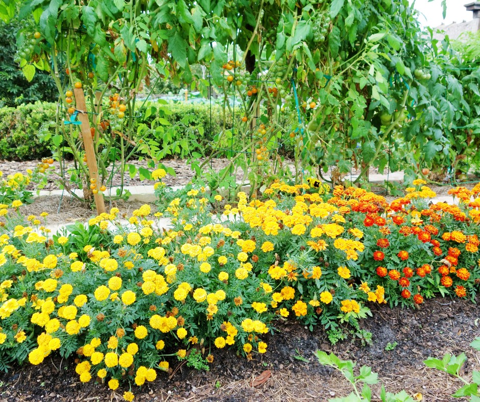 Brubaker Grain - Did you know some plants can help keep... | Facebook