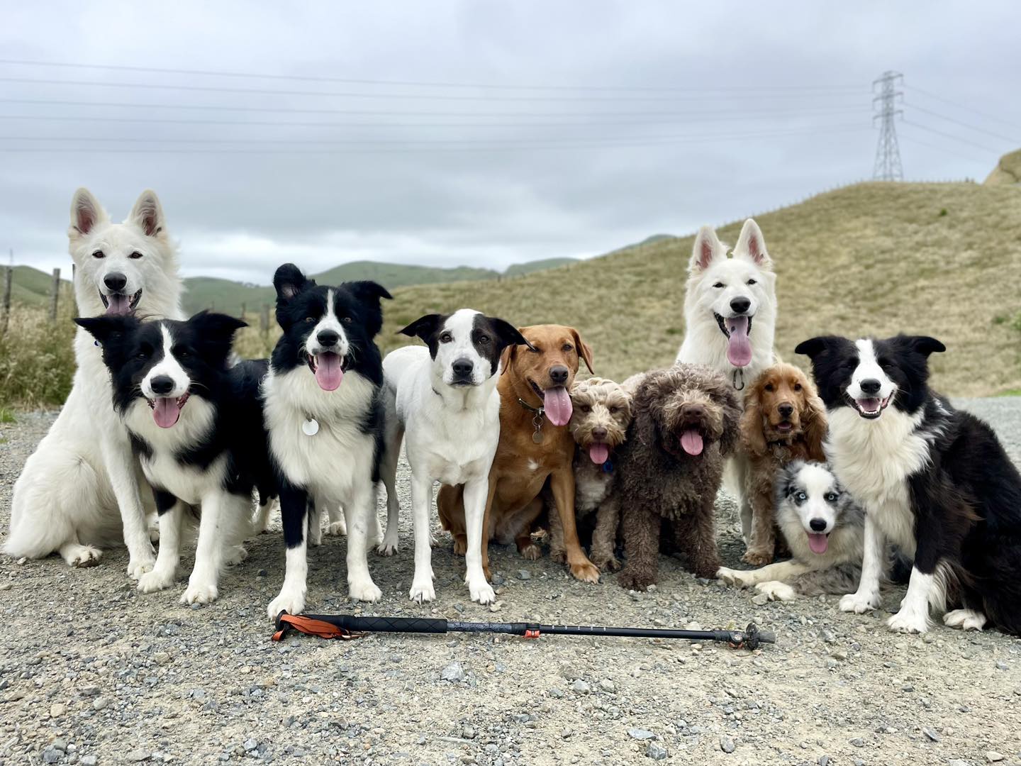Dogs By Beks - ‼️🐕 LIMITED SPACES AVAILABLE 🐕‼️ Hello!... | Facebook