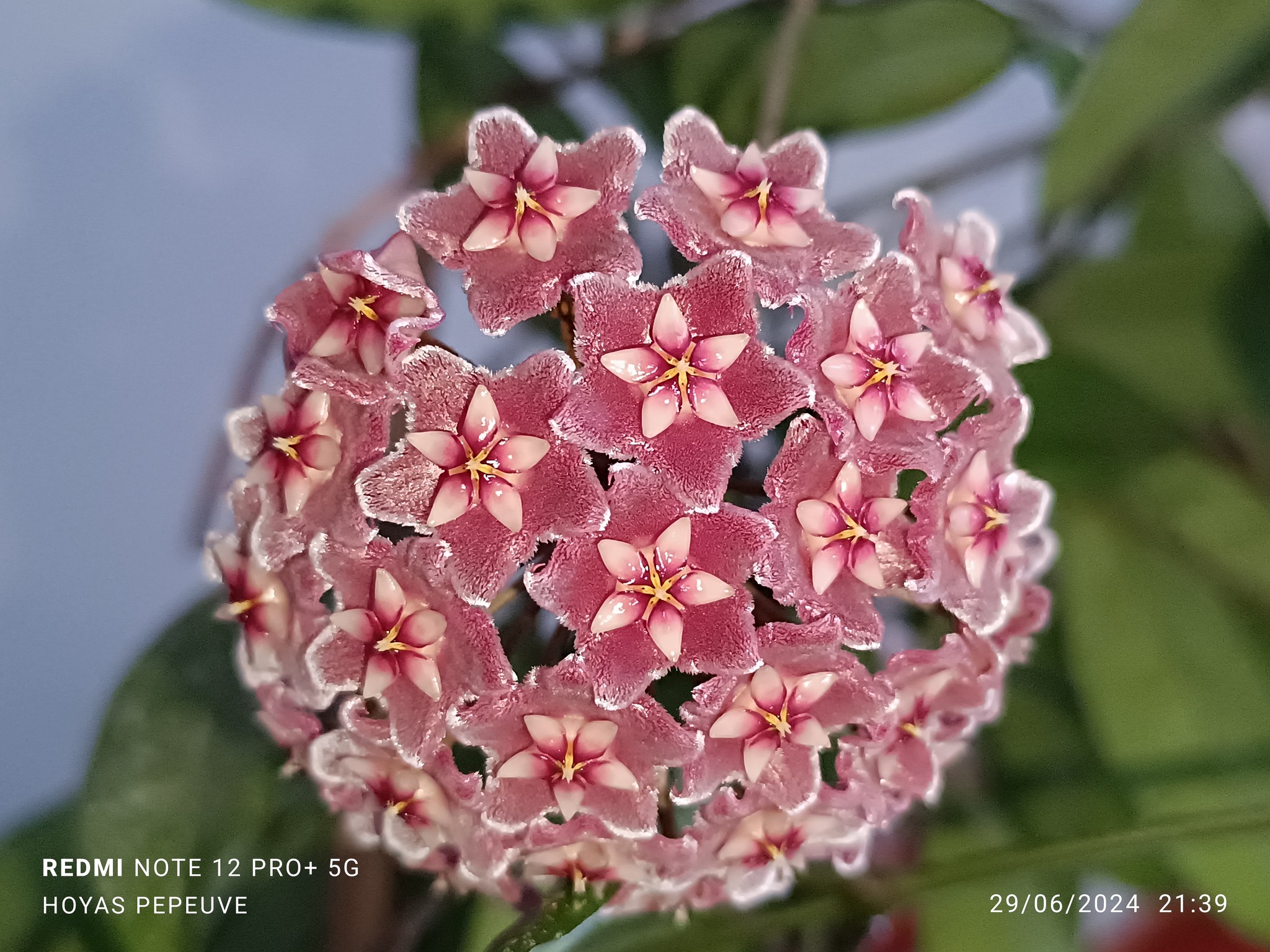 HOYA PUBICALYX Red - Vivaio Balduzzi