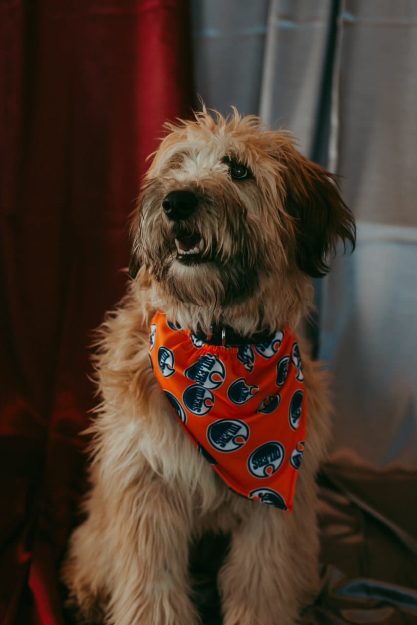 Chimo Animal Assisted Wellness and Learning Society - CAAWLS | Edmonton AB