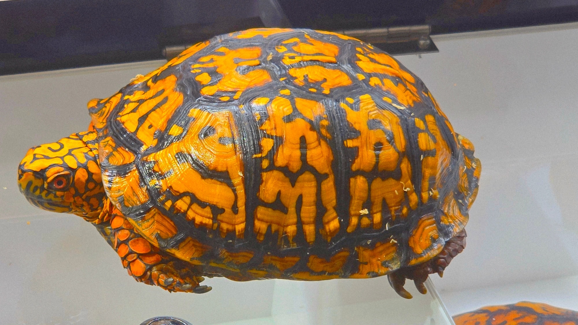 花田沐甲