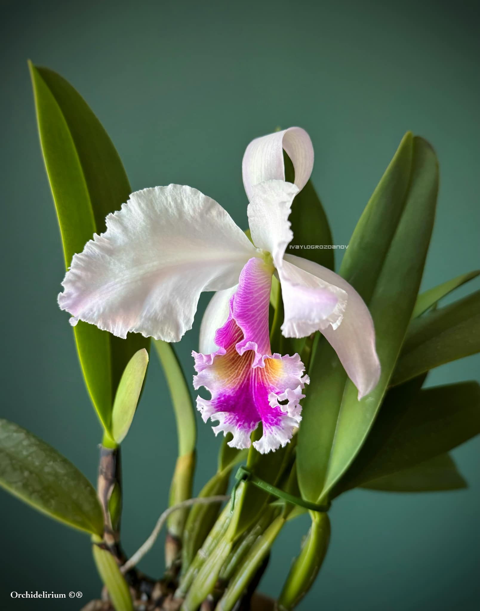 Cattleya gaskelliana alba x Hardyana semi alba
