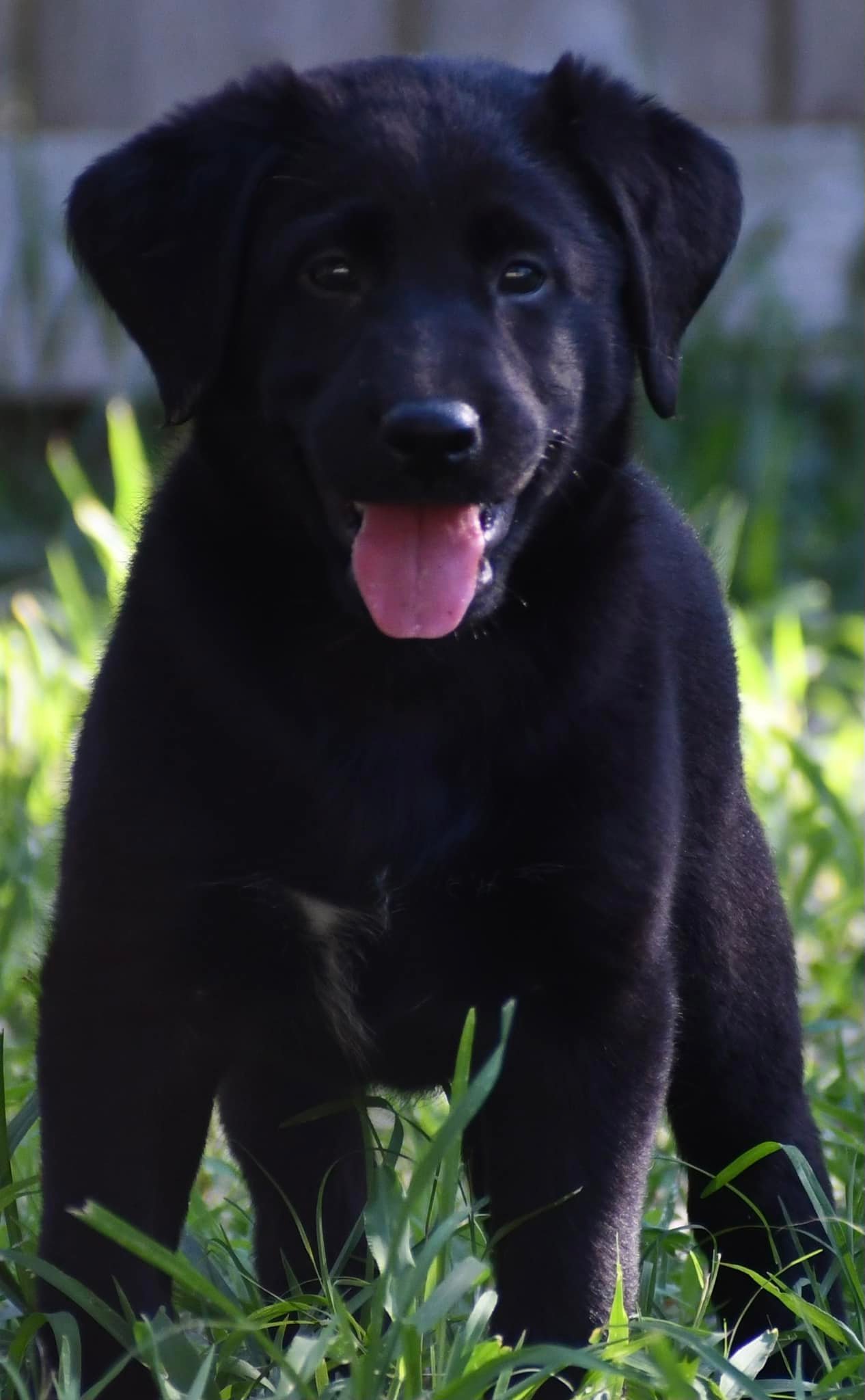 ‼️ BRUNO HAS BEEN ADOPTED‼️... - Heartland Lab Rescue