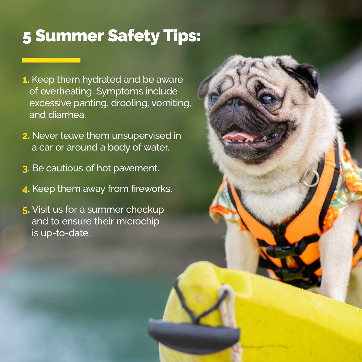 Keep those paws safe in the summer... - South Paw Animal Care