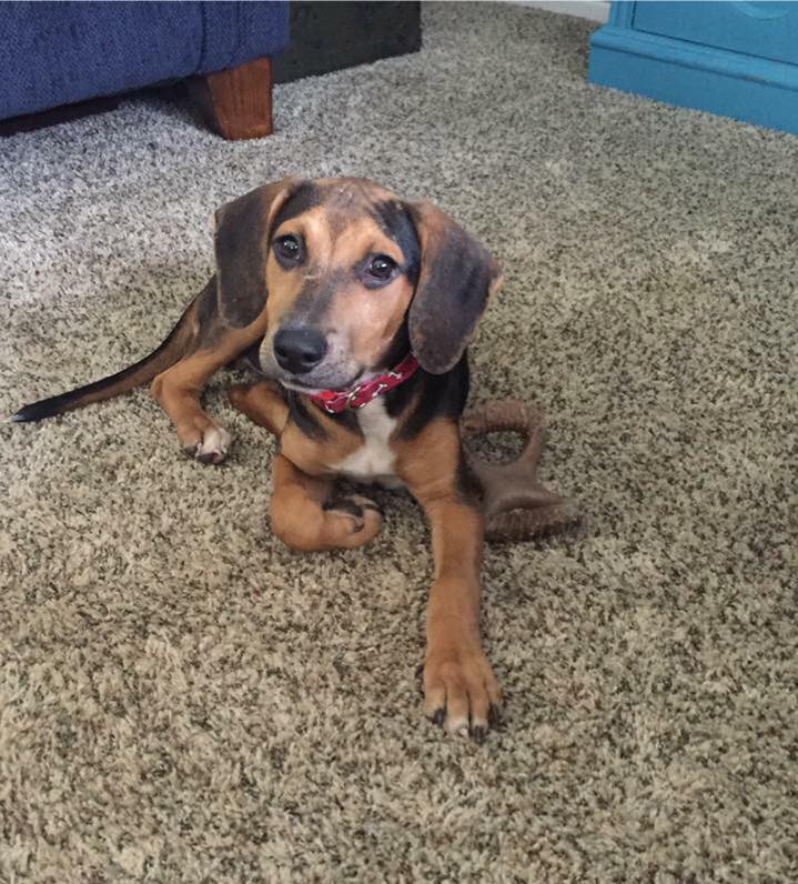 Meet Lenny! Lenny is a handsome 3-year-old Beagle with a big