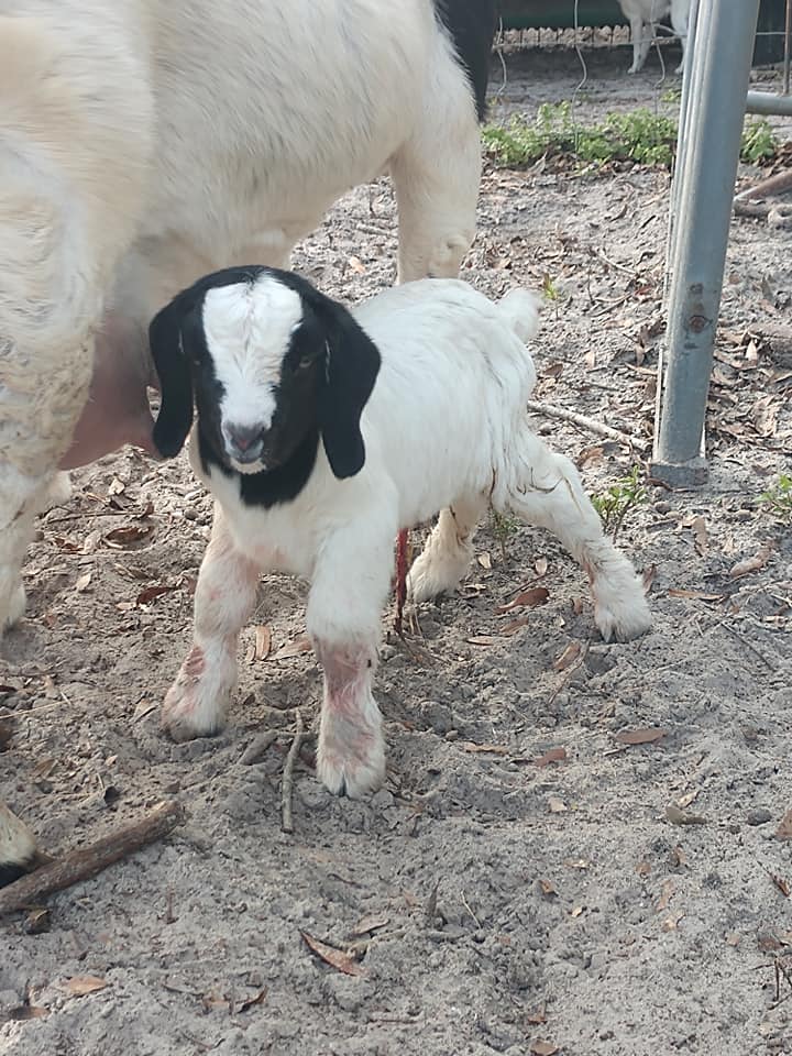 Sandy Ridge Farm | Waynesville GA