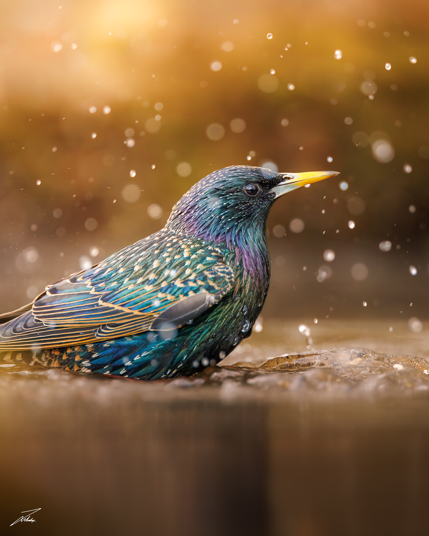 Starling murmuration Captured in the south of Jutland, Denmark on