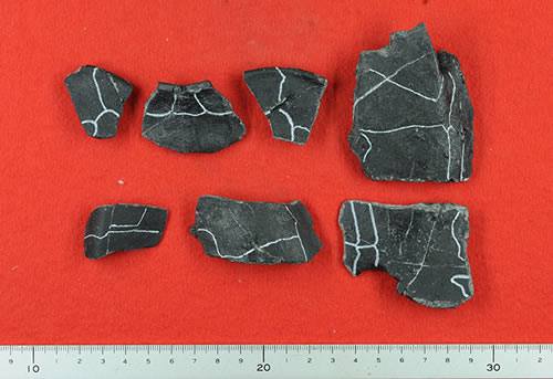 New turtle species found in Japan... - Asia Research News | Facebook