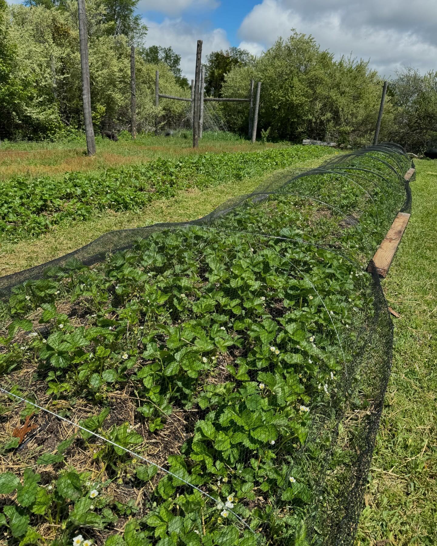 Hidden River Farms, Saugatuck MI | Saugatuck MI