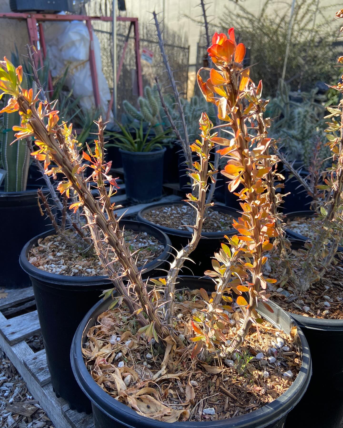Fouquieria Splendens Ocotillo But Also Referred To As Coachwhip Candlewood Slimwood Gm1254282722 366567914