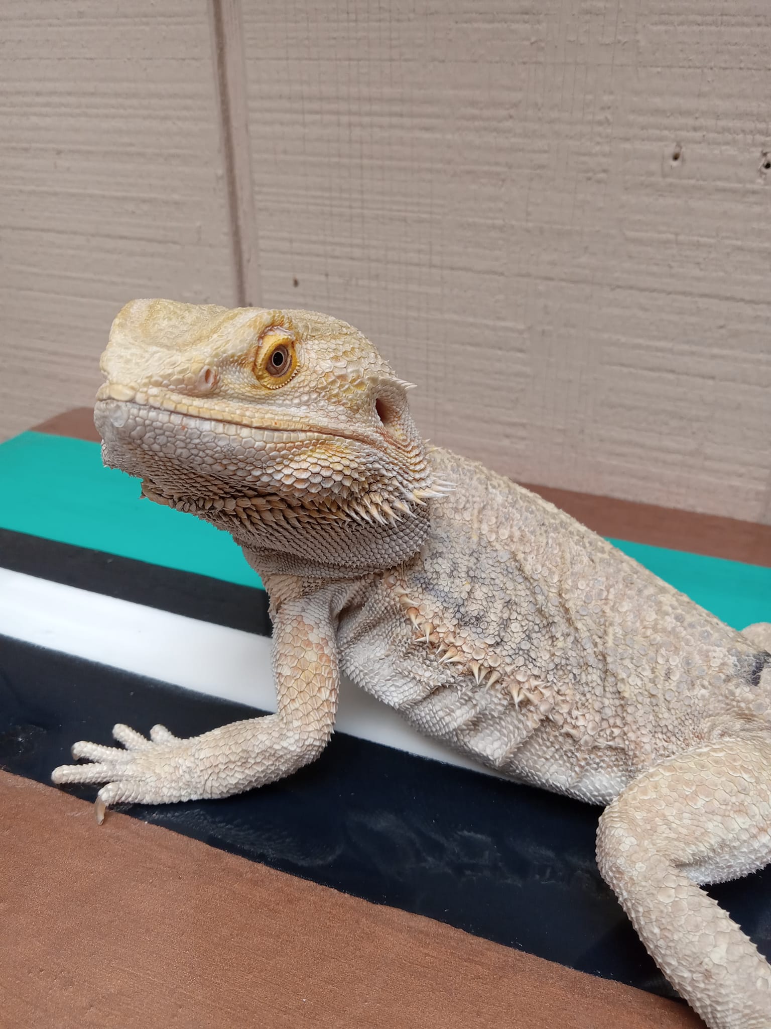 Atomic Lizard Ranch - Bearded Dragon Breeder