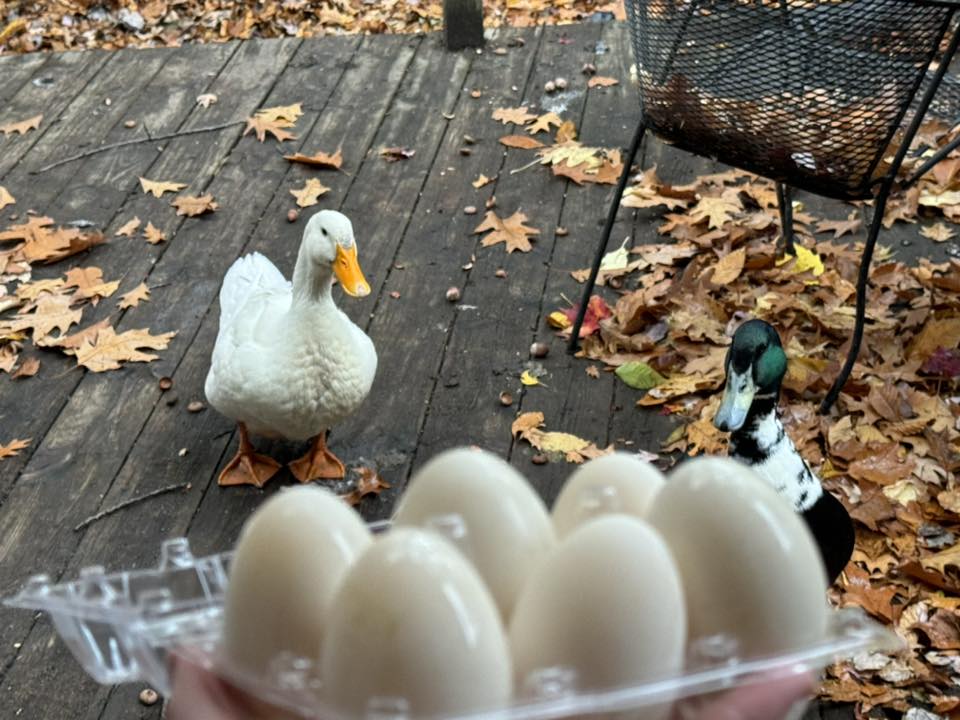 Fresh Look at Kylo S Farm Eggs