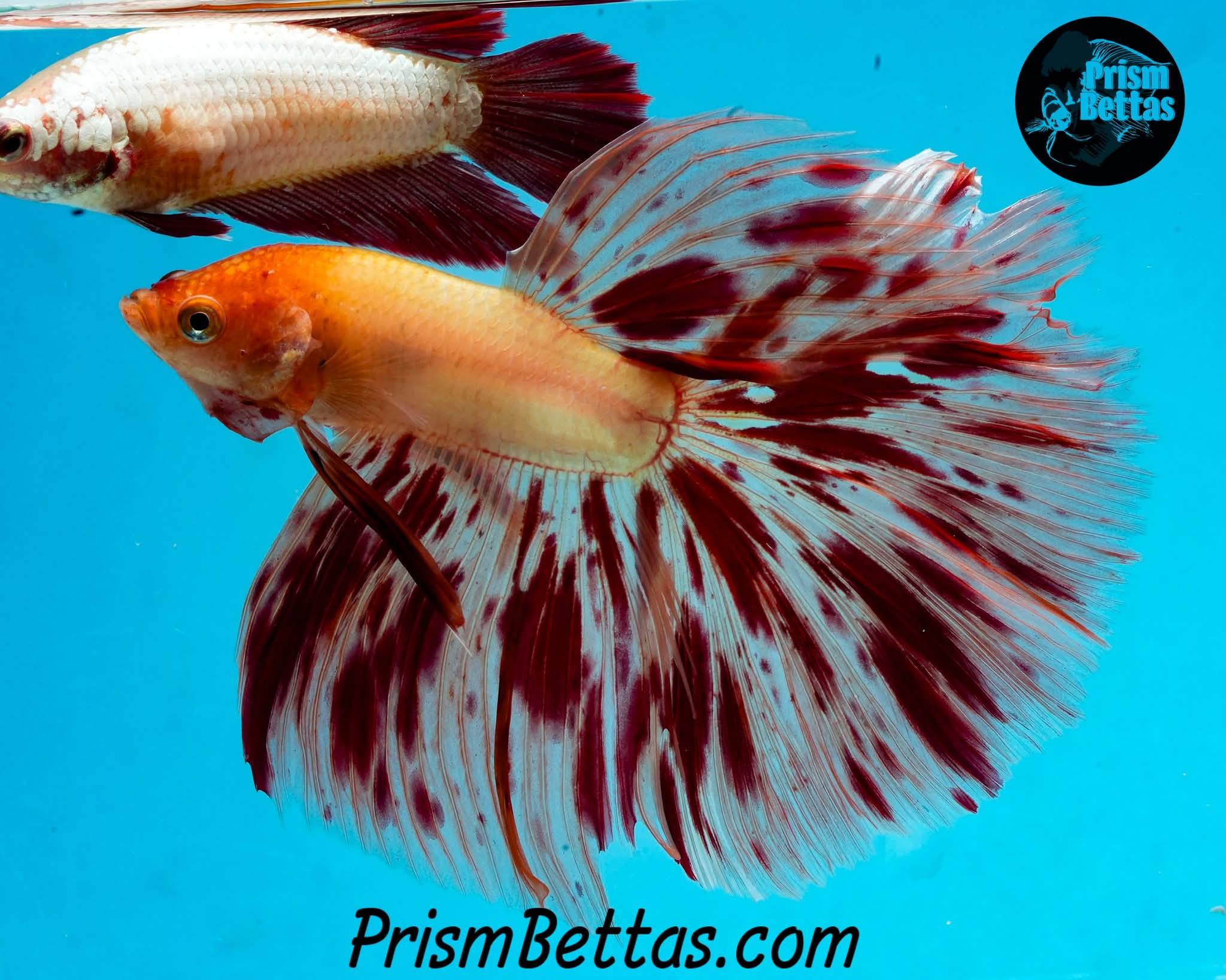 Prism Bettas & Goldfish added a... - Prism Bettas & Goldfish