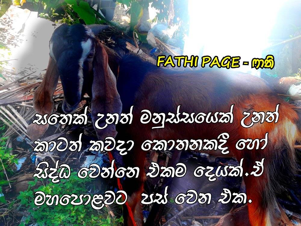 Fathi - ෆාතී