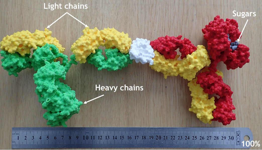 3D Printed molecular models / Modele moleculare tipărite 3D | Facebook