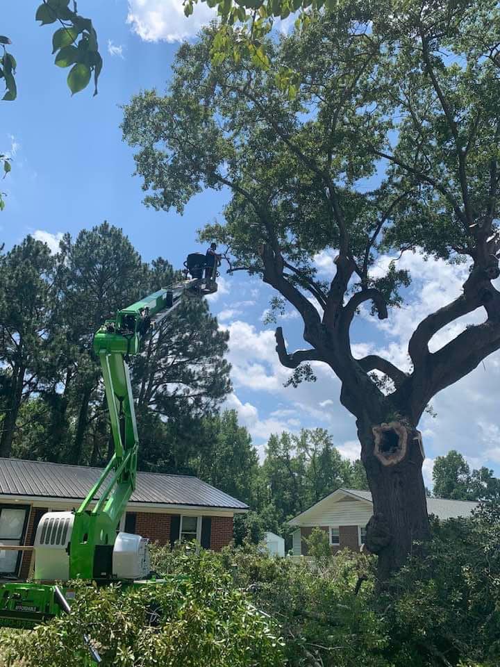 Affordable Tree Service Of Wilson, N.C. | Wilson NC