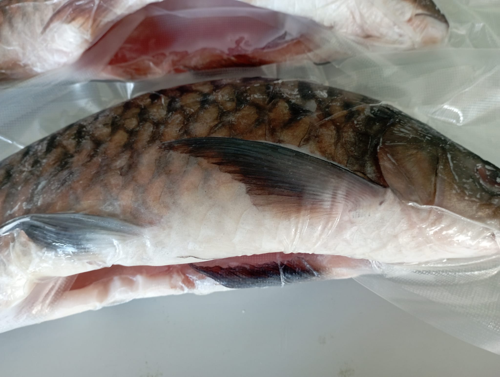 Empurau Sarawak Empurau Fish Tor Tambroides | Kuching