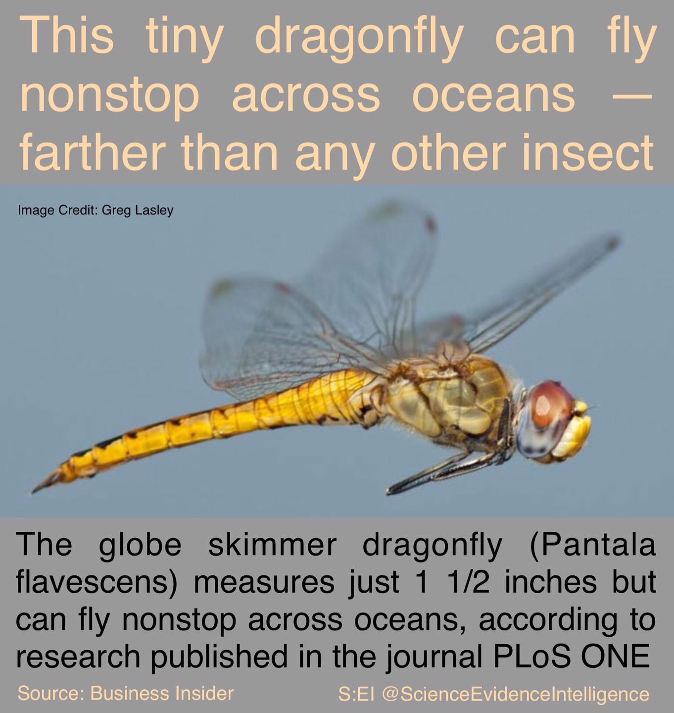 🌊A dragonfly barely an... - Science: evidence is intelligence
