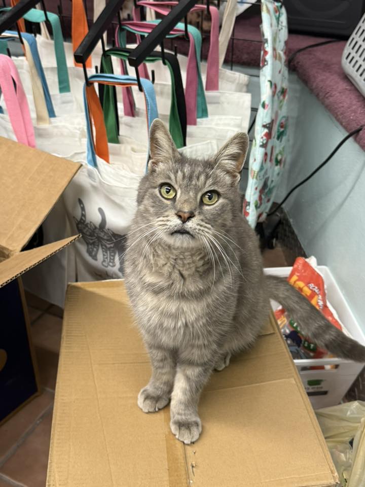 Fur - Meet Cinder! 🔥 This handsome boy is playful, curious and the ...