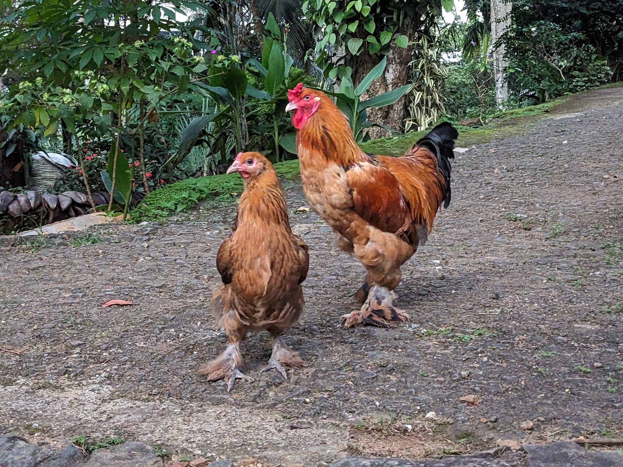 Golden Feather Farms | Kegalle