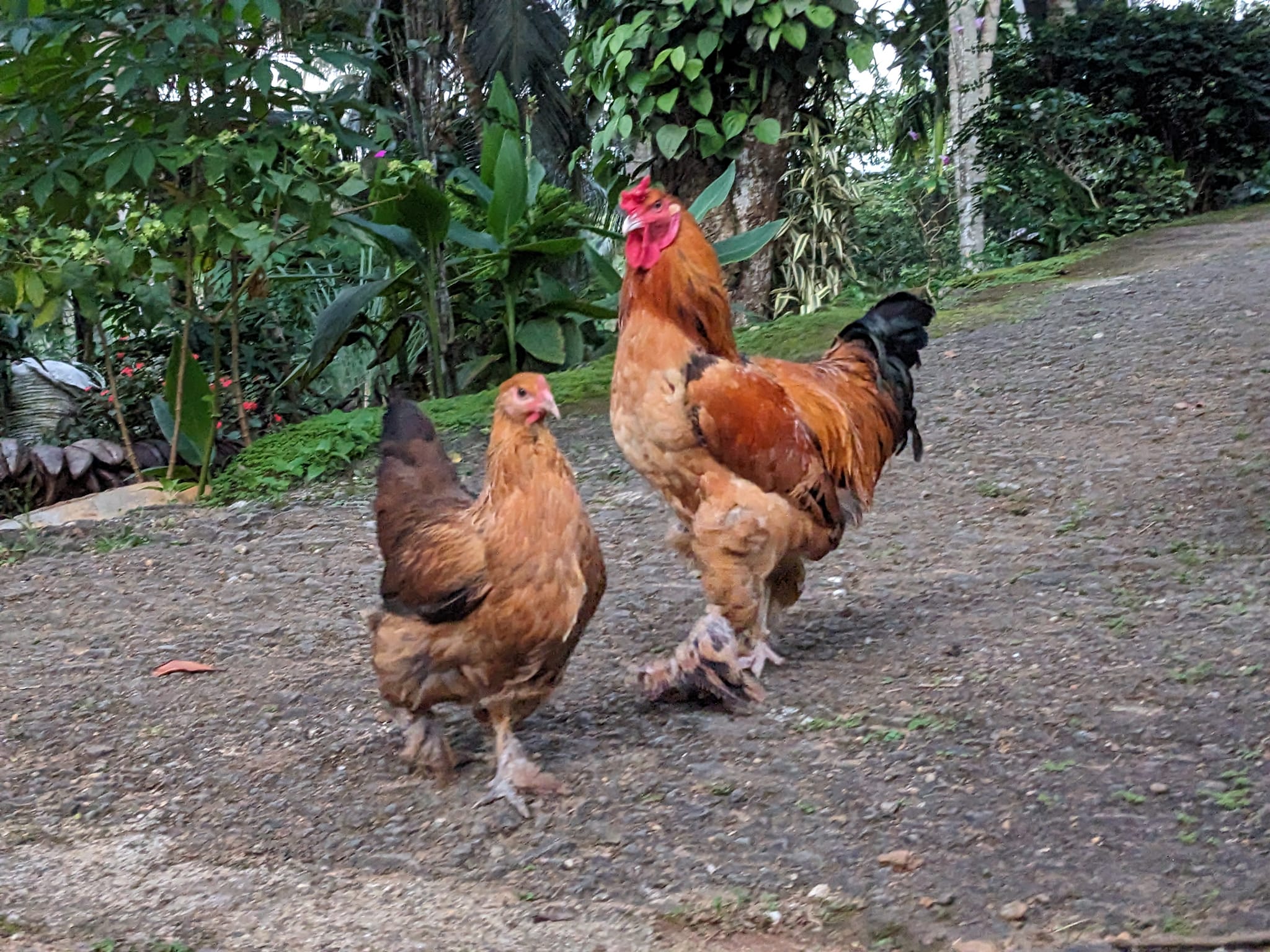 Golden Feather Farms | Kegalle