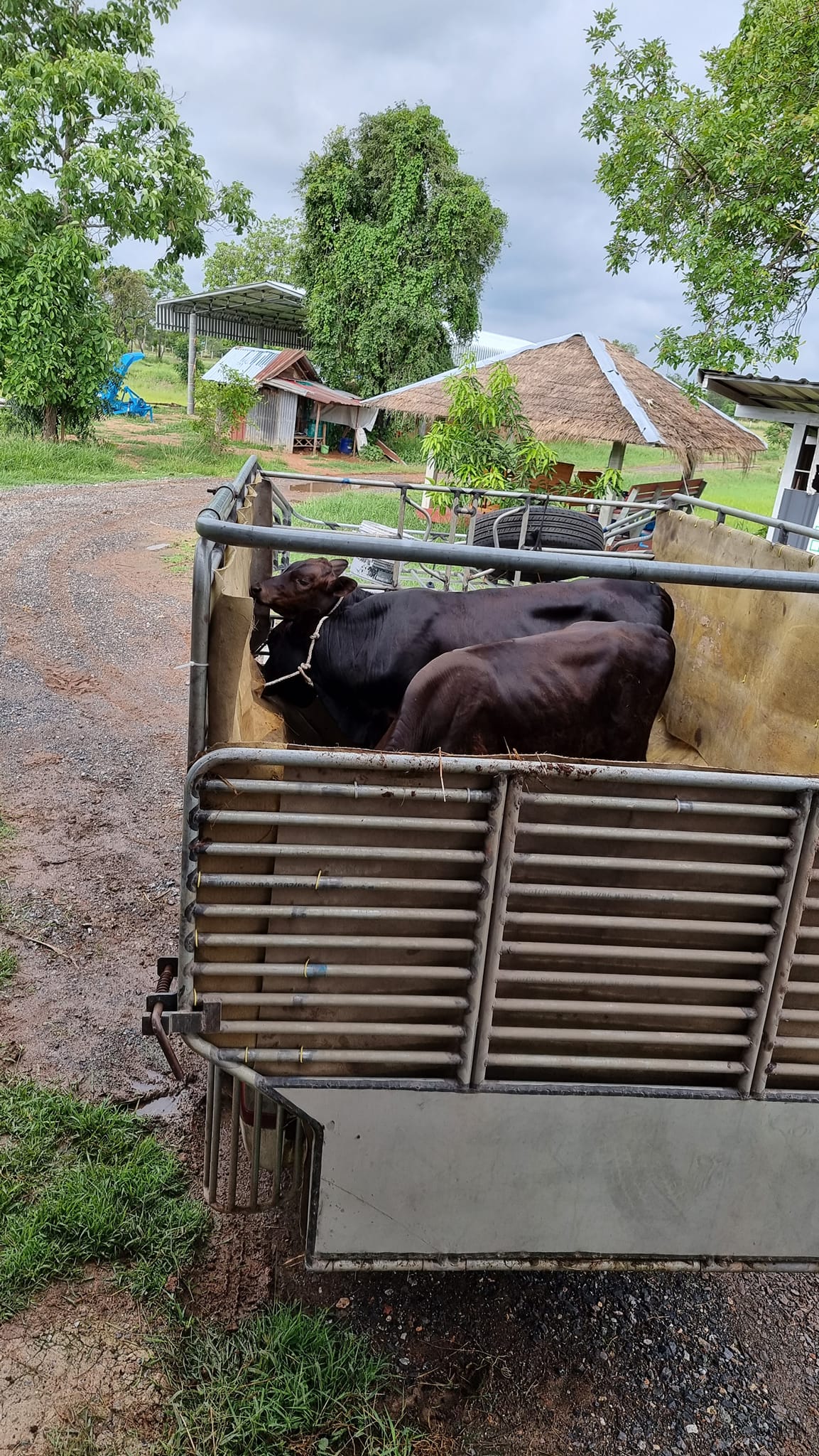 B.G. Farm | Bua Yai