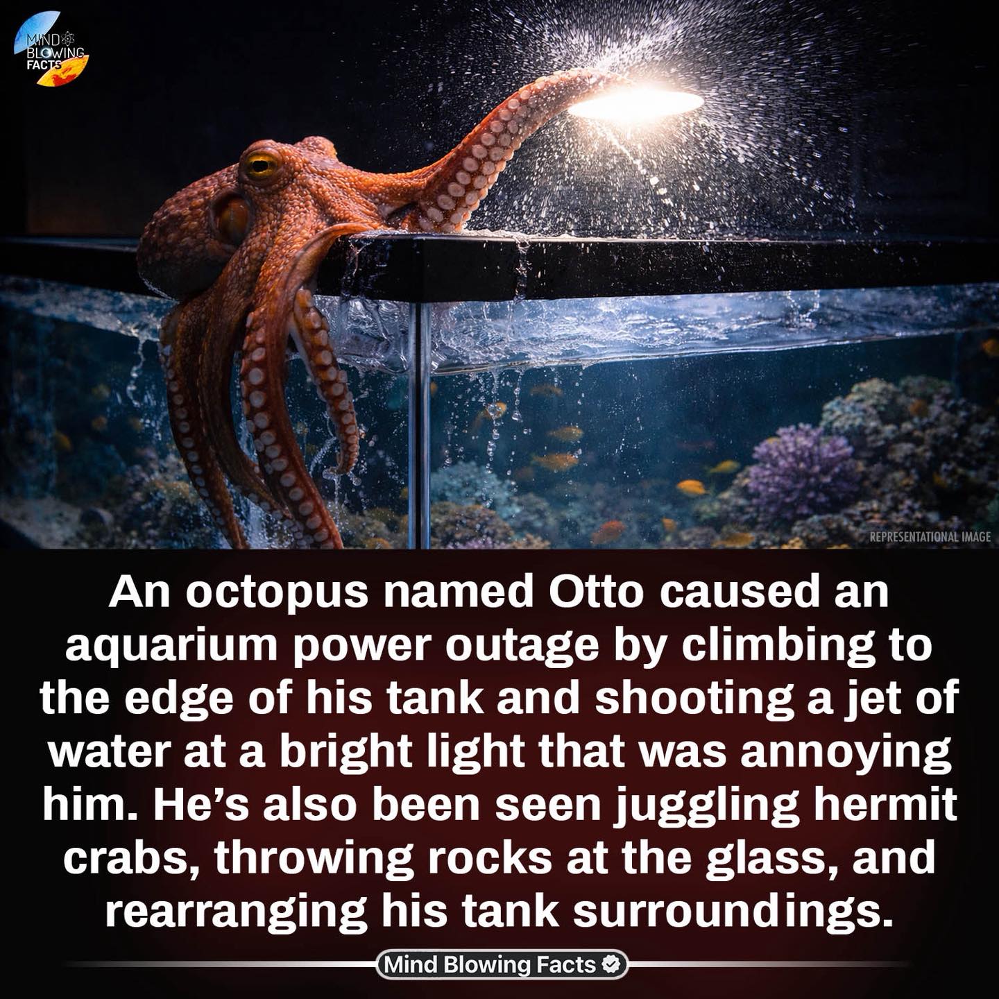 Mind - Otto the Octopus, the six-month-old rabble- rouser, had climbed ...