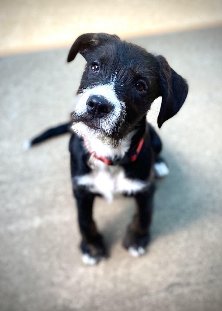 RSPCA Bundaberg - 🤍💜🖤 FLINT 🖤💜🤍 12 week old bull arab mix... | Facebook