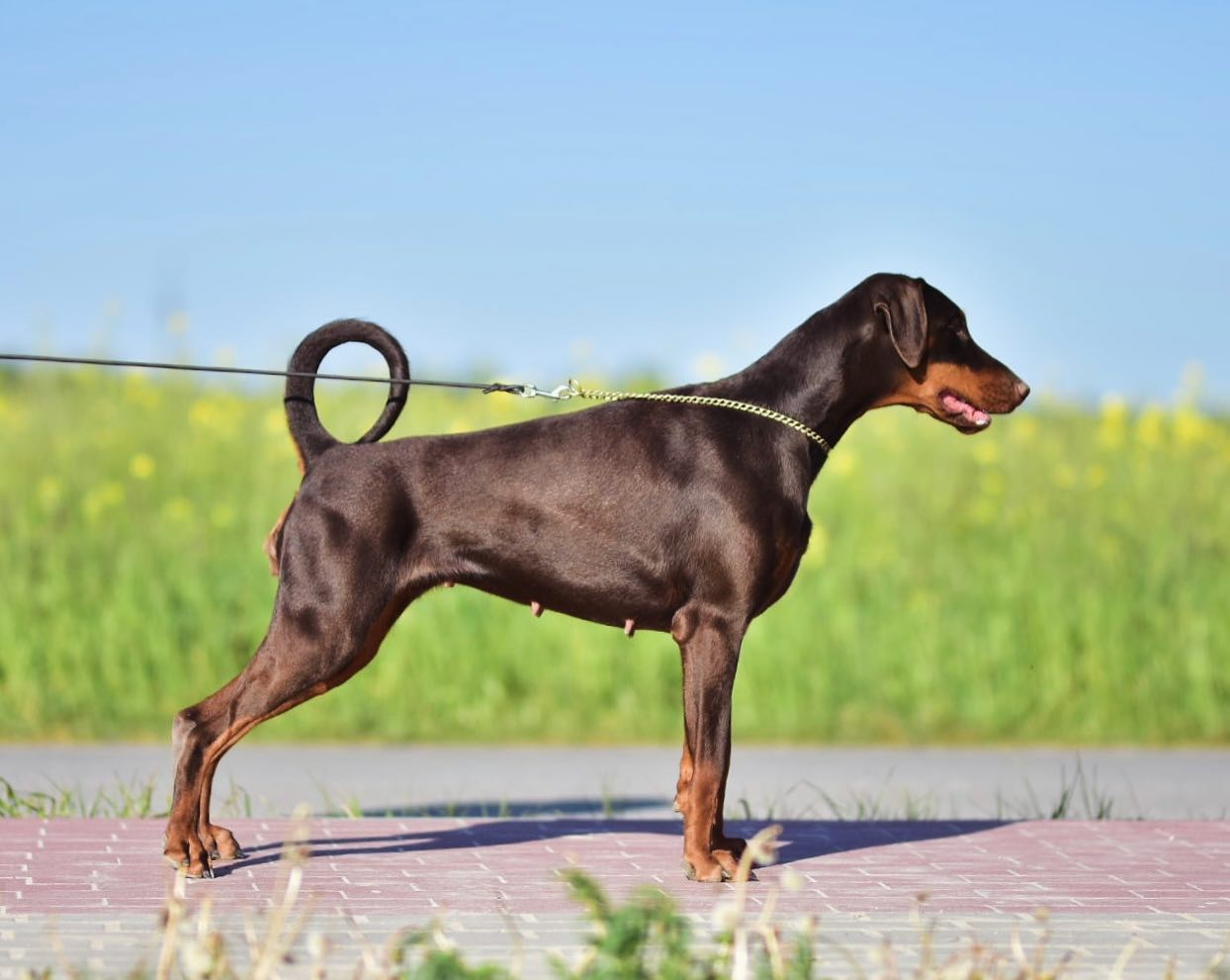 Tira Vento Dobermanns and Zwergpinschers (@tiraventodobermanns 