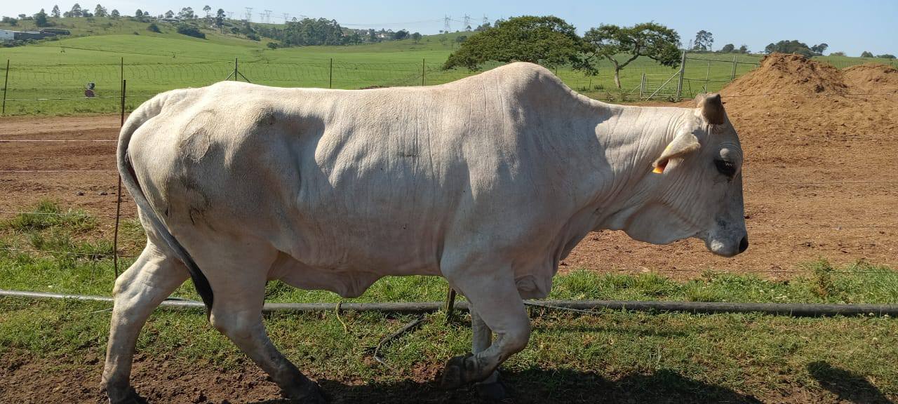 Shibhile Farm | Cato Ridge