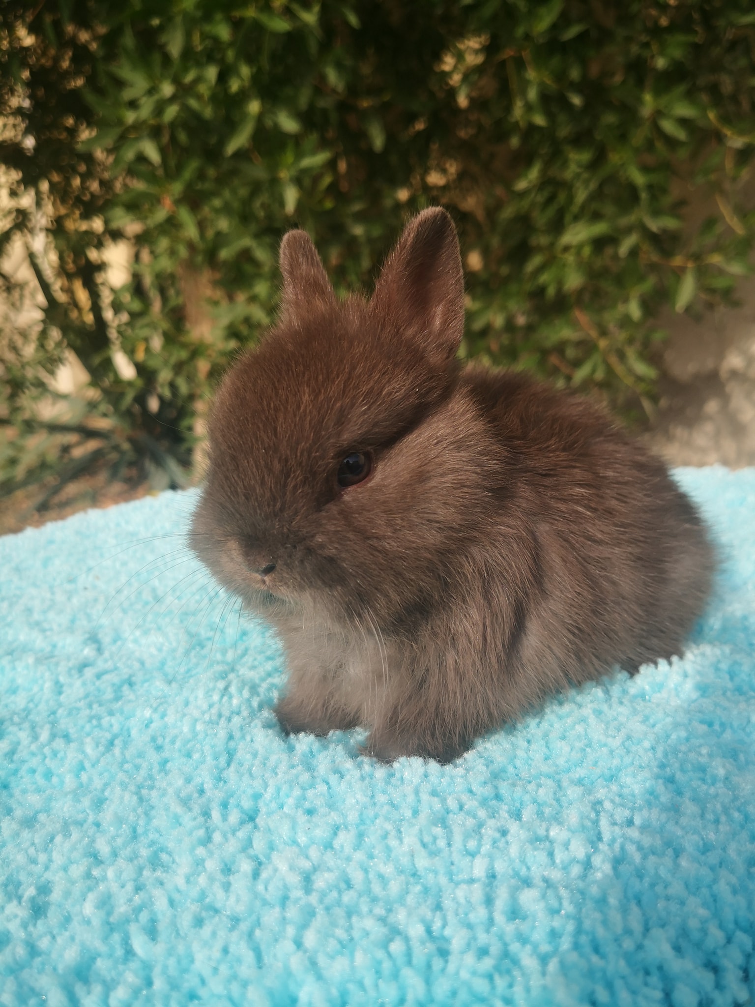 Rabbit uae