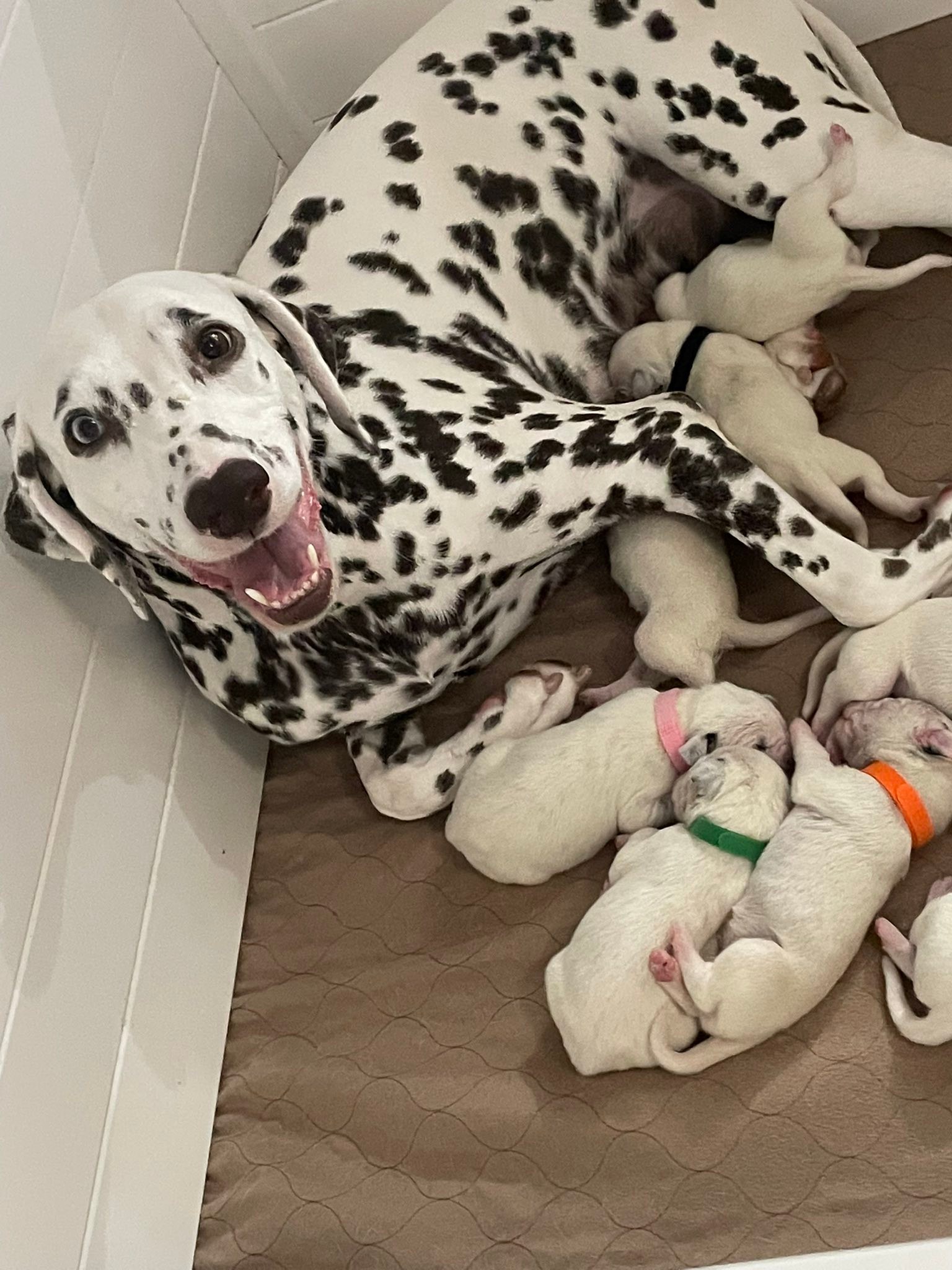 Sunshine - The puppies have arrived We are happy to announce our litter ...
