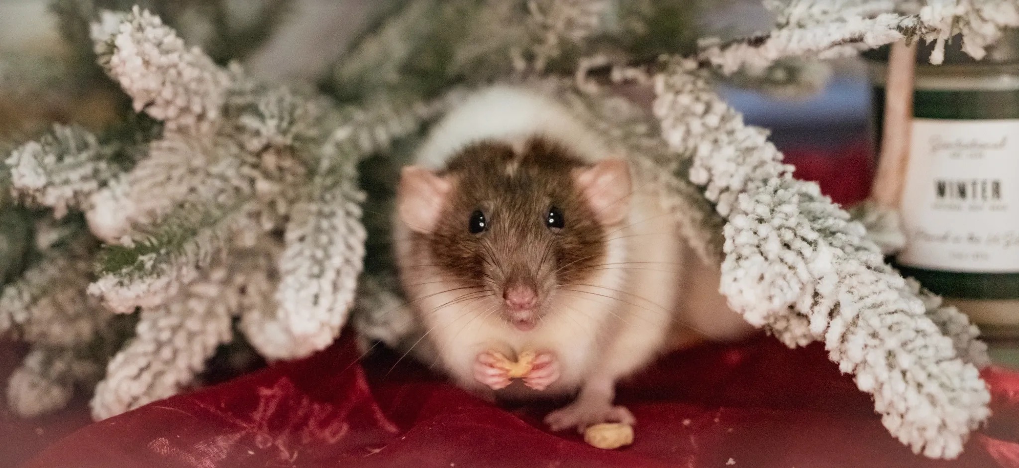 South Bay Rodent Rescue | Lawndale CA