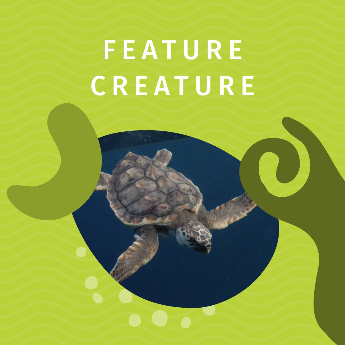 AQWA - Feature Creature: Loggerhead Sea Turtle 🐢 With our recent turtle ...