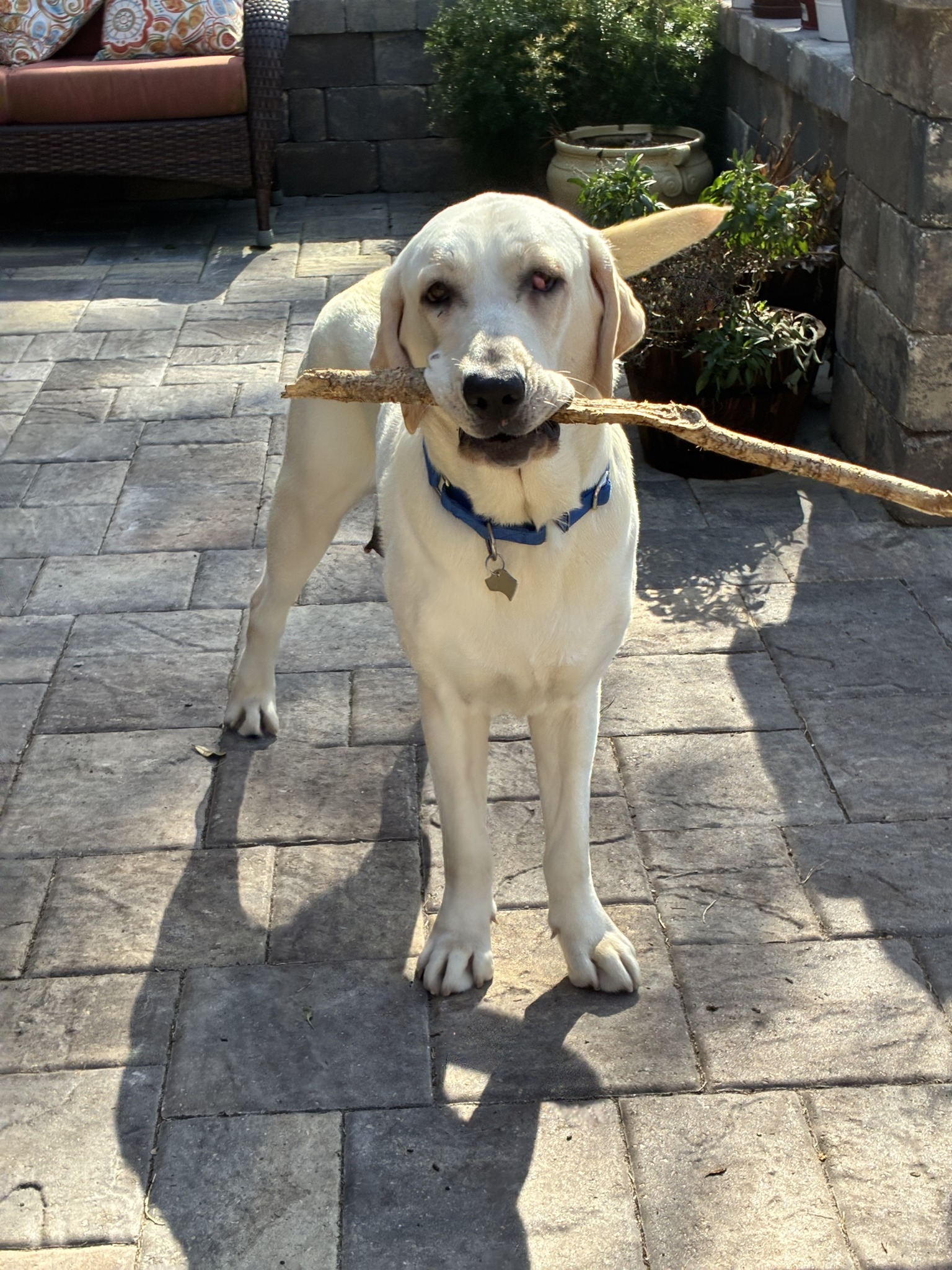 Labrador Retriever Rescue of Florida