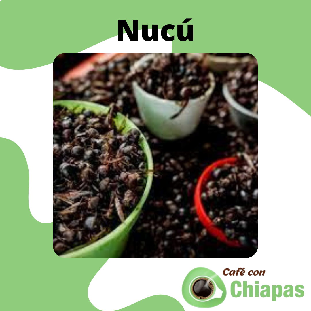 ¿Conoces el Nucú? 👀🐜🍽 Sabemos que... - Café con Chiapas | Facebook