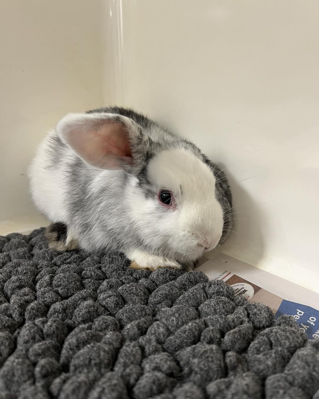 We have a stray rabbit... - Forest House Veterinary Group