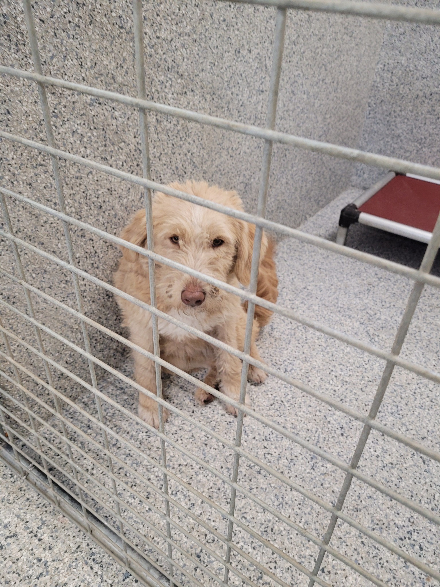 Anythings Pawsable Foundation Inc | Twin Falls ID