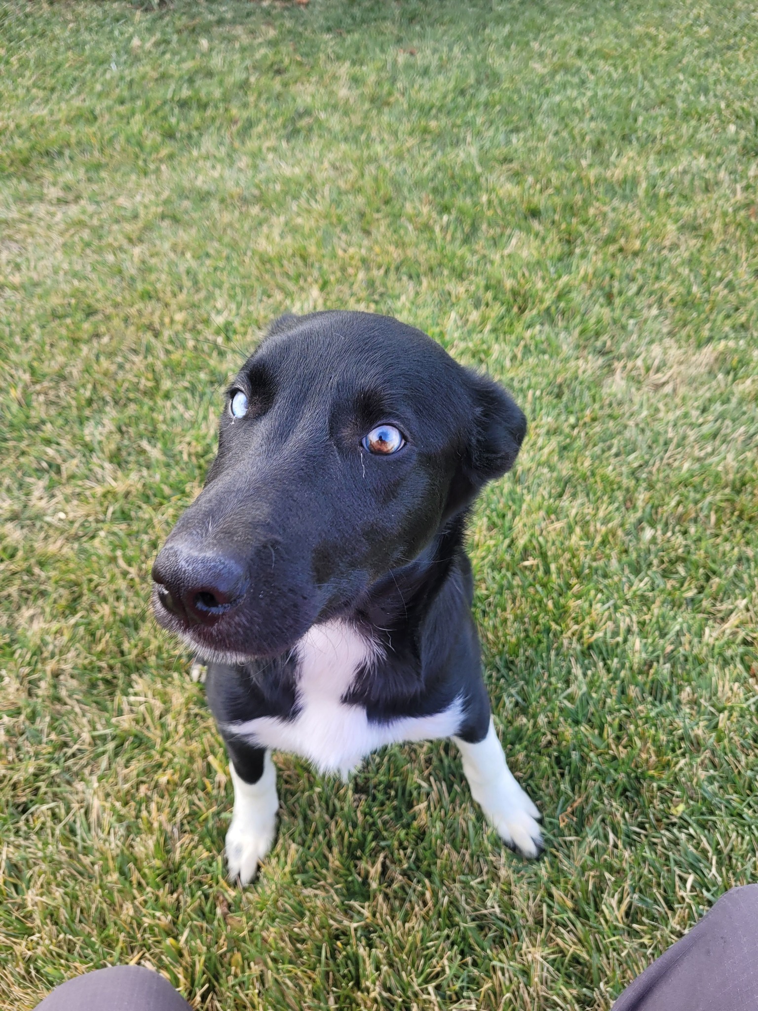 Anythings Pawsable Foundation Inc | Twin Falls ID