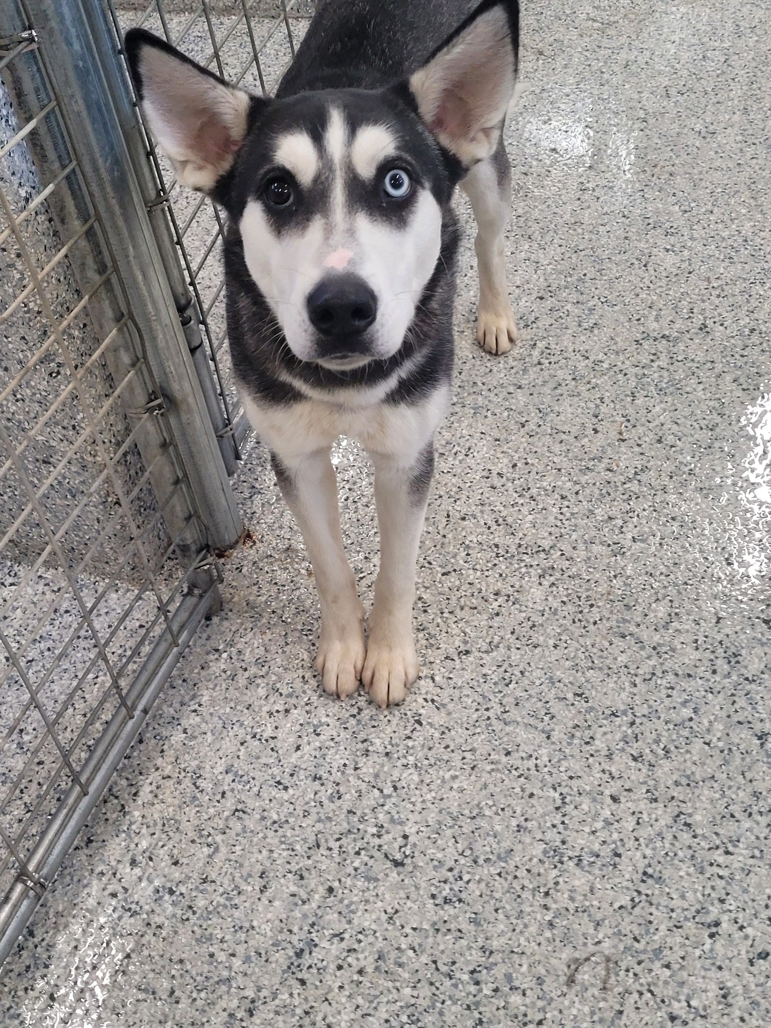 Anythings Pawsable Foundation Inc | Twin Falls ID