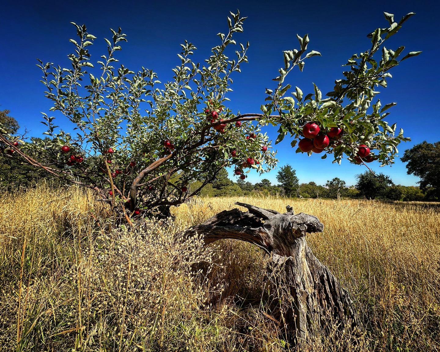 Hummingbird Ranch | Rye CO