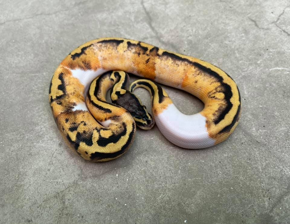 PS Ball Python - Pastel GeneX Pied ปี 21 หลังจากคราบแรกครับ🟢 | Facebook